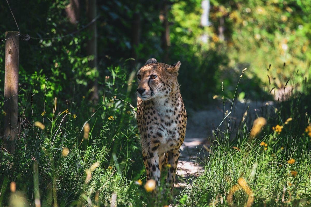 animaux nature