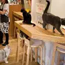 bar à chats