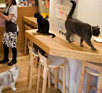 bar à chats