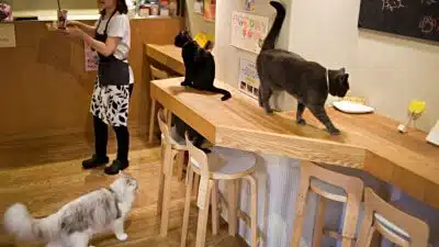 bar à chats
