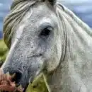 La beauté des chevaux gris : un hommage équin