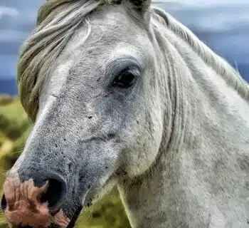 La beauté des chevaux gris : un hommage équin