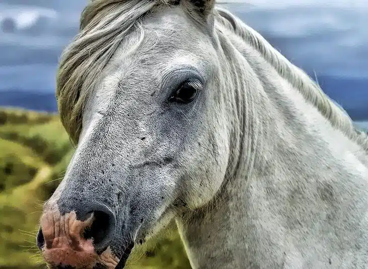 La beauté des chevaux gris : un hommage équin