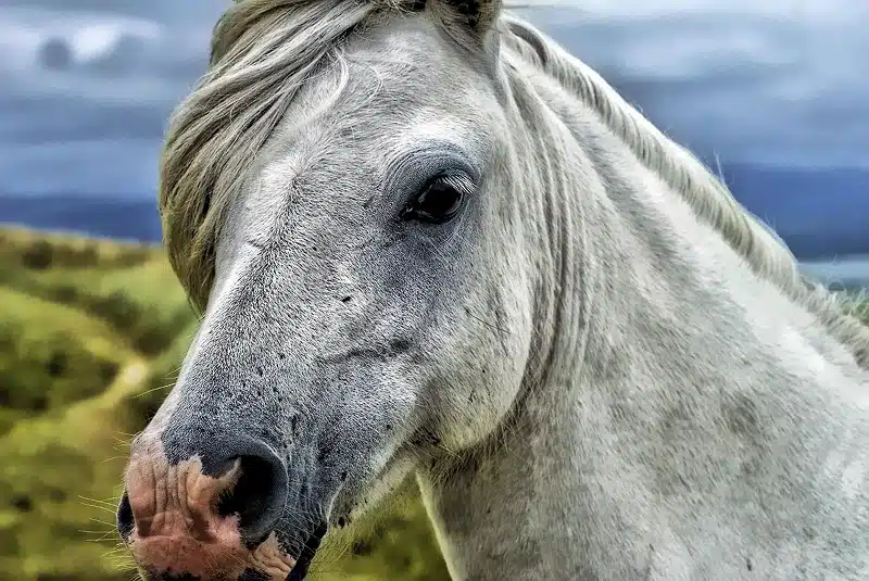 La beauté des chevaux gris : un hommage équin