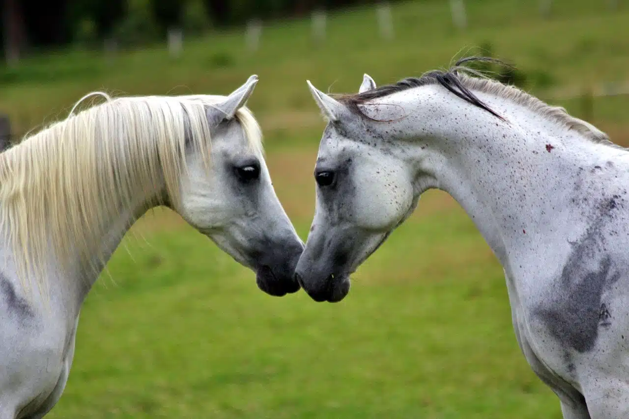 La beauté des chevaux gris : un hommage équin