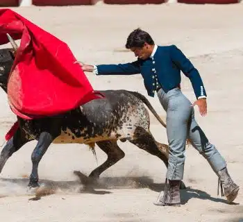 Le rouge excite-t-il les taureaux ?