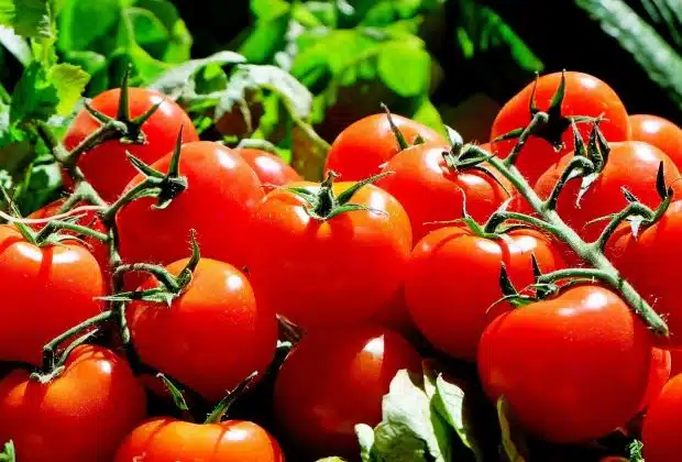 Les légumes contenant de la nicotine