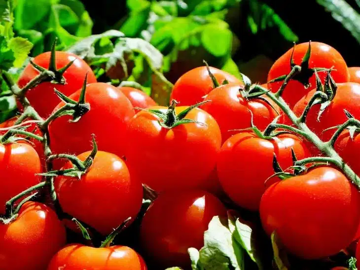 Les légumes contenant de la nicotine