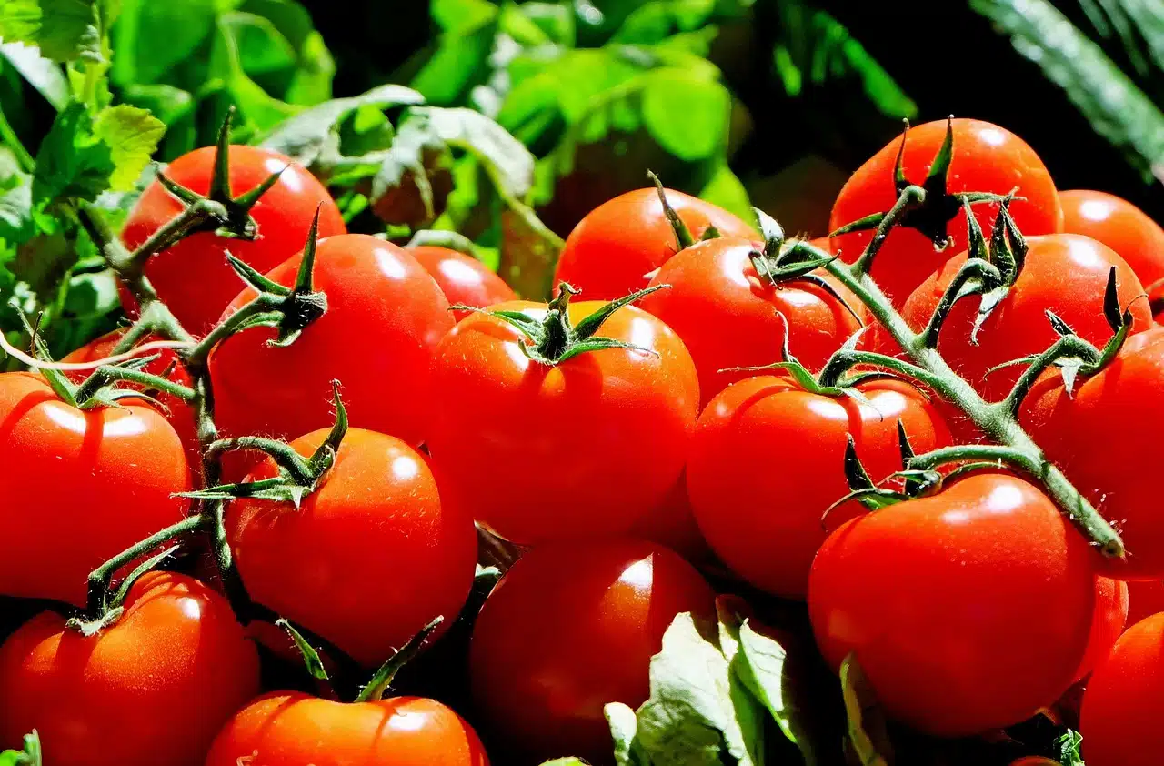 Les légumes contenant de la nicotine